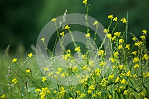 Yellow mustard flowers on green field blurred background close up, brassica plant flowers macro, brassica rapa, juncea or napus