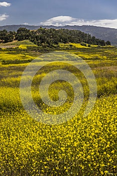Yellow mustard grows where Lake Casitas used to be