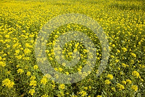 Yellow mustard seed in field