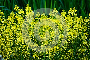 Yellow Mustard Weed Plants Side of Road