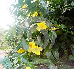 Yellow nail flowers are ornamental flowers or ornamental plants