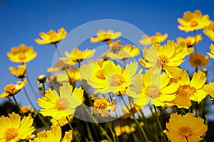 Yellow daisy meadow against a blue sky