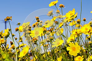 Yellow daisy meadow against a blue sky