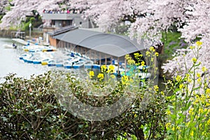 Yellow nanohana with cherry blossoms and paddle boats behind:Chidorigafuchi walkway,Chiyoda,Tokyo,Japan