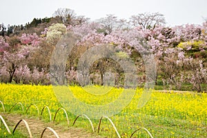 Yellow nanohana fields and flowering trees covering the hillside,Hanamiyama Park,Fukushima,Tohoku,Japan.