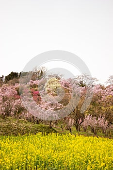 Yellow nanohana fields and flowering trees covering the hillside,Hanamiyama Park,Fukushima,Tohoku,Japan.