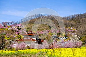 Yellow nanohana fields and flowering trees covering the hillside,Hanamiyama Park,Fukushima,Tohoku,Japan.