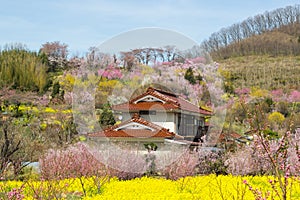 Yellow nanohana fields and flowering trees covering the hillside,Hanamiyama Park,Fukushima,Tohoku,Japan.