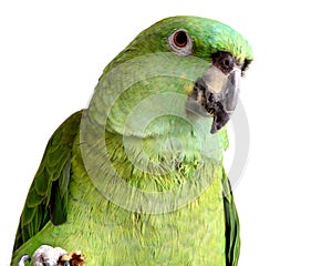 Yellow nape amazon parrot eating walnut