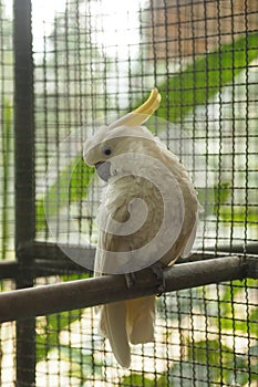 Yellow Nape White Parrot