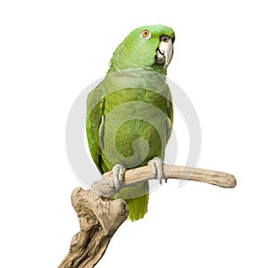Yellow-naped amazon