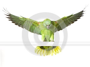 Yellow-naped amazon