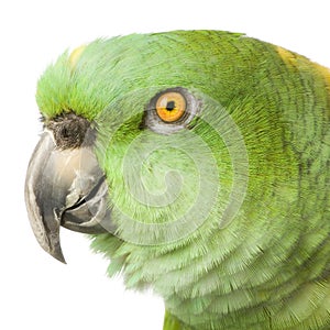 Yellow-naped amazon