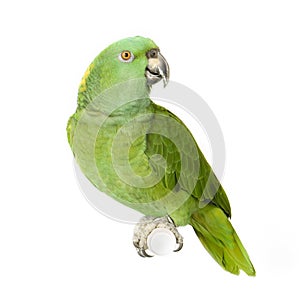 Yellow-naped Amazon