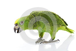 Yellow-naped Amazon Parrot