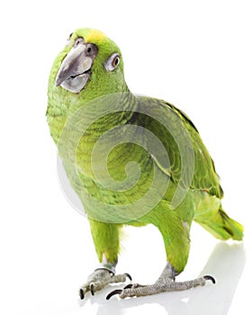 Yellow-naped Amazon Parrot
