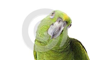 Yellow-naped Amazon Parrot