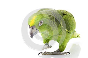 Yellow-naped Amazon Parrot