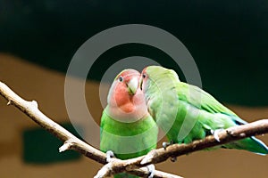 Yellow-naped amazon parrot Amazonia National Park in the territory of Itaituba municipality in the state of Para near the borders