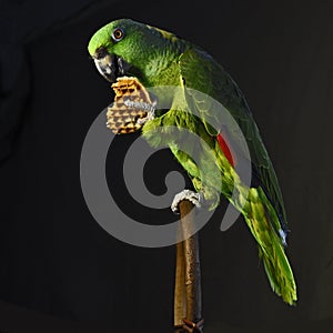 Amazonka papagáj jesť vafle 