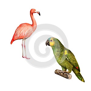 Yellow Naped Amazon Parrot. flamingo isolated on