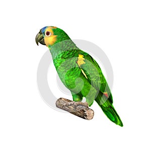 Yellow Naped Amazon Parrot