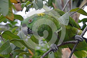 Yellow-naped Amazon Parrot perched in tree (1)