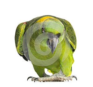 Yellow-naped parrot (6 years old), isolated