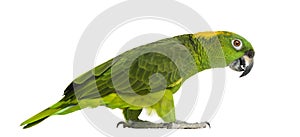 Yellow-naped parrot (6 years old) walking, isolated