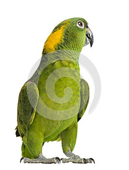 Yellow-naped parrot looking back (6 years old)