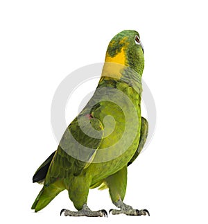 Yellow-naped parrot looking back (6 years old)