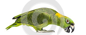 Yellow-naped parrot pecking (6 years old), isolated