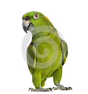 Yellow-naped parrot (6 years old), isolated