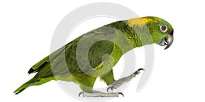 Yellow-naped parrot (6 years old) walking, isolated