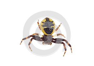 Yellow Napoleon spider isolated on white background, Synema globosum