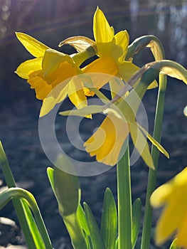 Yellow Narcis flowers blooming under sunlight on blurred background