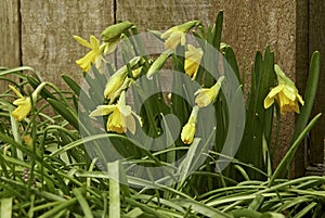 Yellow narcis flowers with rain drops