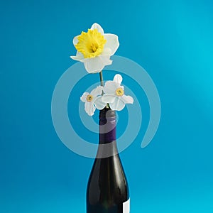 Yellow narcis and white spring flowers in a botlle of wine on a blue background,minimal composition