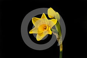 Yellow narcissus against black