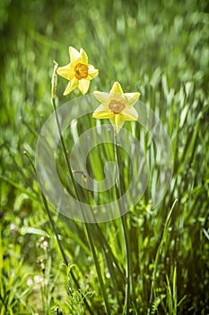 Narcis žlutý, Arboretum Tesarske Mlynany, Slovensko