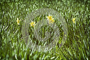 Yellow narcissus, Arboretum Tesarske Mlynany, Slovakia