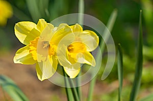 Yellow narcissus bloomed