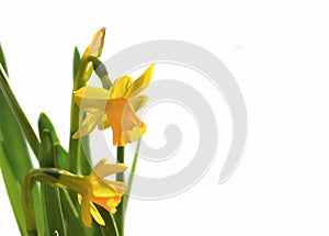 yellow narcissus blooming on white background