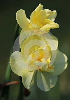 Yellow narcissus Cheerfulness