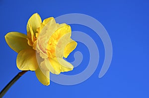 Yellow narcissus or daffodil flower on a blue background with space for text.Spring concept.