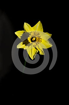 Yellow narcissus daffodil isolated on a black background