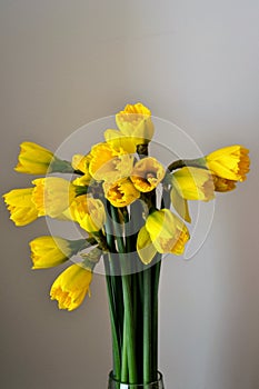 Yellow narcissus daffodil, jonquil