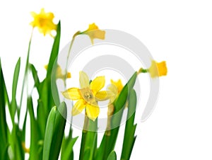 Yellow narcissus or daffodils