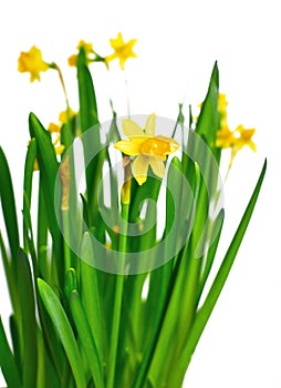 Yellow narcissus or daffodils