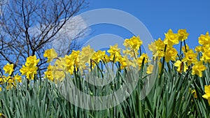 Yellow narcissus, Daffodils, green leave and blue sky